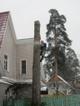 Удалить, обрезать деревья в Домодедово